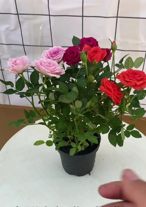 玫瑰花的养殖方法（轻松掌握玫瑰花的生长技巧）
