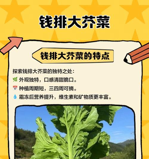如何正确种植芥菜——时间和方法详解