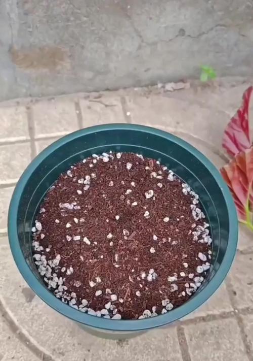 海棠花的扦插方法与技巧（培育美丽海棠花的秘诀与经验）