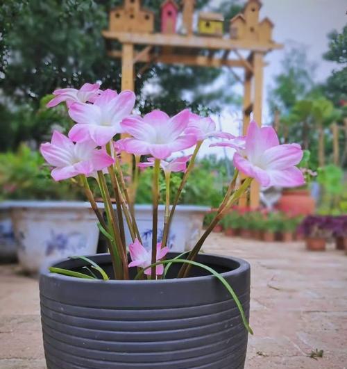 风雨兰的养护技巧（让风雨兰在非花期也能健康茂盛的方法）