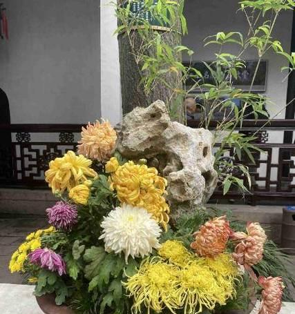 盆栽菊花如何过冬？（冬季保护技巧一网打尽）