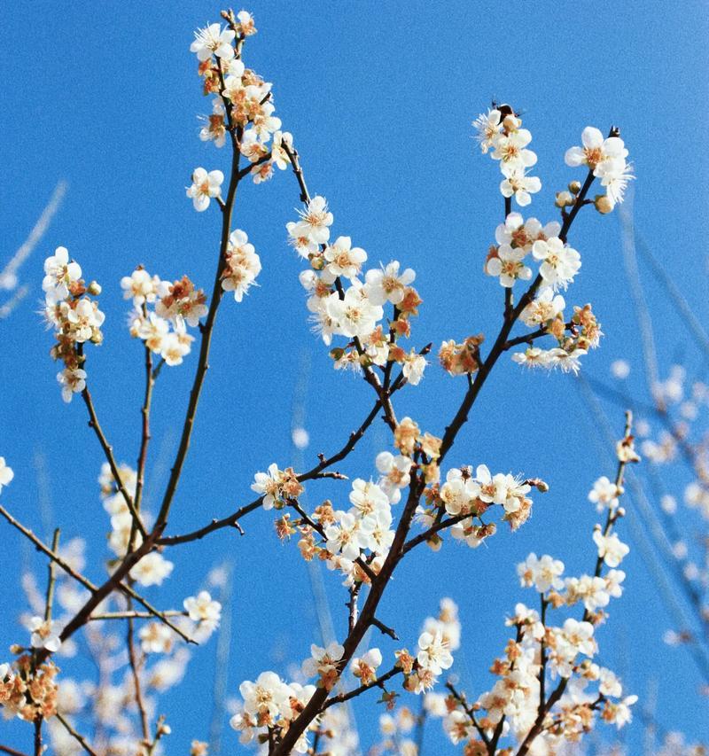 梅花怎样开放（揭秘梅花开放的奥秘，一场美丽的自然舞蹈）