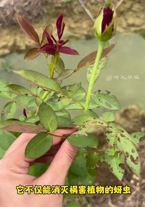 如何有效应对花生白虫子的侵害（白虫子的形态、危害及防治方法详解）