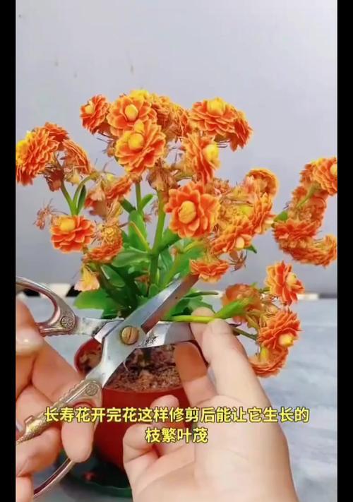 花草剪枝技巧与茶叶制作方法（从剪枝到品茶，打造出香醇芳香的花茶）