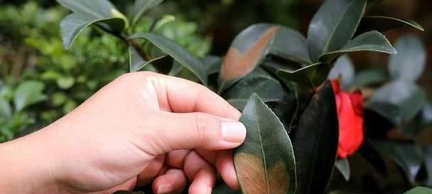 茶花长斑与植物健康的关系（茶花长斑研究的发现与应用）
