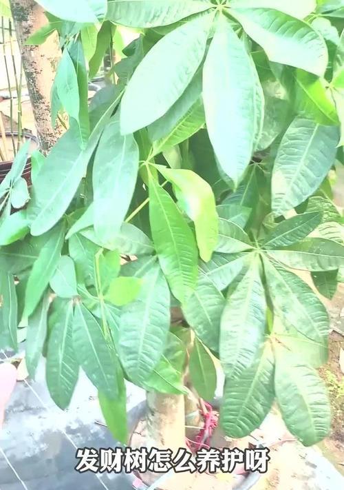 小盆发财树叶子黄了怎么办？（教你如何挽救黄叶的发财树）