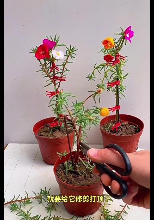 以太阳花幼苗的培育技巧（打造美丽的花园，从以太阳花幼苗开始）