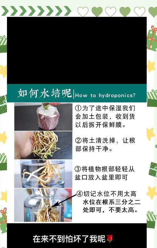掌红花水培养殖技巧与注意事项（用水培方法种植掌红花，让您的家庭更加绿意盎然）