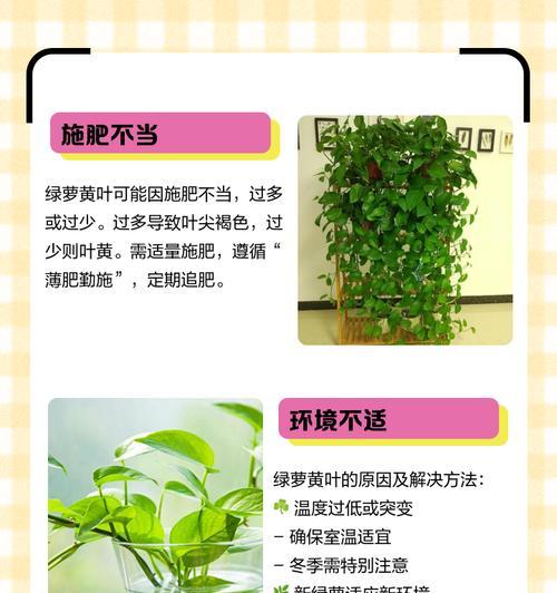 绿萝叶尖黄（绿萝叶尖黄的危机与挑战，如何拯救我的绿萝？）