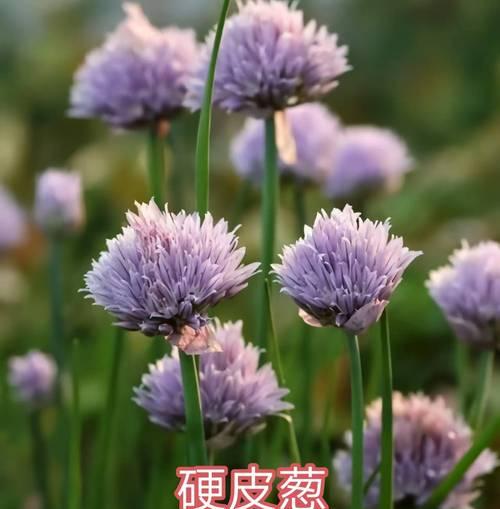 韭菜的生长特点和科学分类（单子叶植物的分类学特征与韭菜的生长繁殖机制）