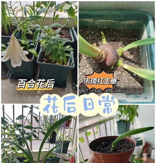 种植洋朱顶红的技巧与方法（打造花园中的绚丽之星，了解洋朱顶红的种植要点与养护技巧）