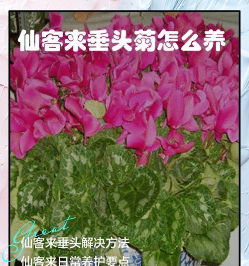 叶子耷拉了怎么办？（探讨仙客来叶子耷拉的原因及解决方法）