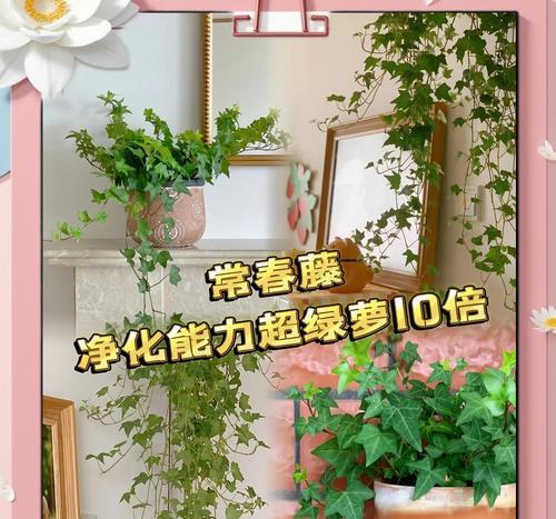 长春藤水培养殖详解（轻松掌握长春藤水培养殖方法，让家中绿植更加靓丽！）