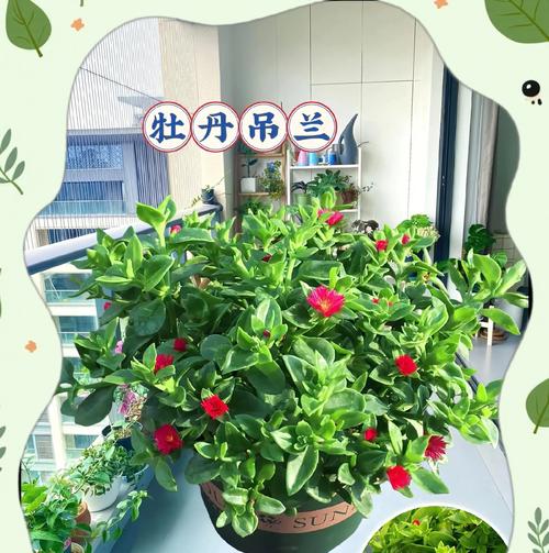 牡丹吊兰不开花怎么修剪（打造美丽吊兰花园的关键技巧与方法）