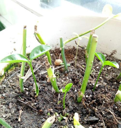 以小柚子怎么种为主题的种植技巧（培育健康柚树，品味甜蜜果实）
