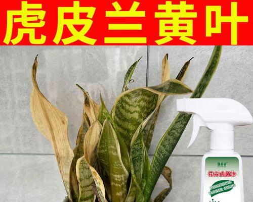 如何处理虎皮兰发黄的问题（有效的护理方法，让你的虎皮兰重新焕发生机）