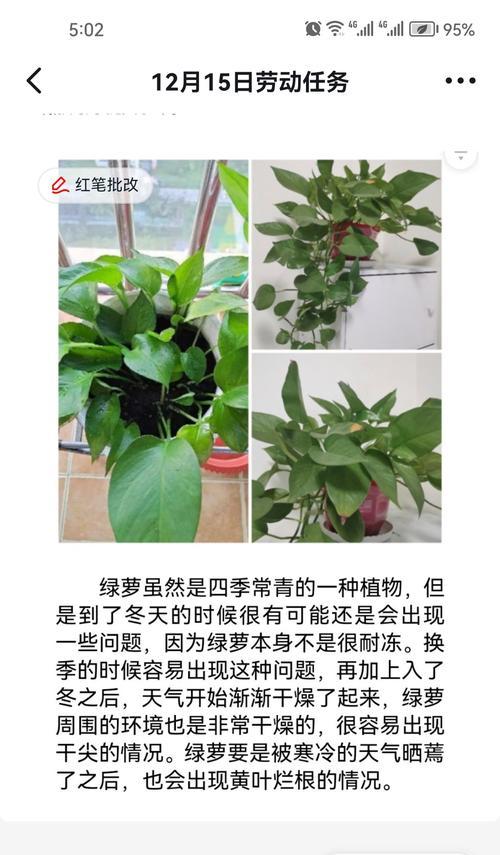 绿萝四季如何正确浇水（绿萝浇水指南，打造健康茂盛的四季常青植物）