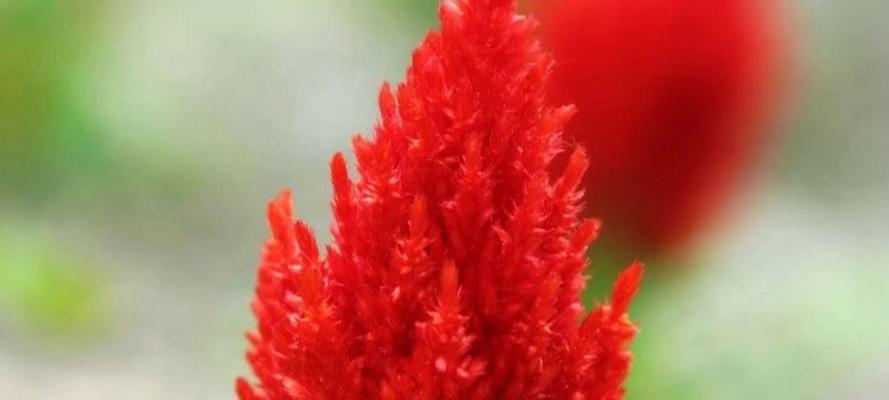 十一开花，鸡冠花绽放的美丽（观赏鸡冠花，感受十一独特的花海魅力）