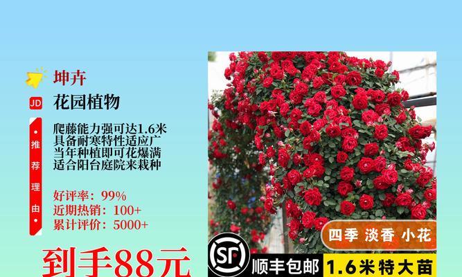 如何让蔷薇花朵变得更大（解决蔷薇花朵过小问题的有效方法）