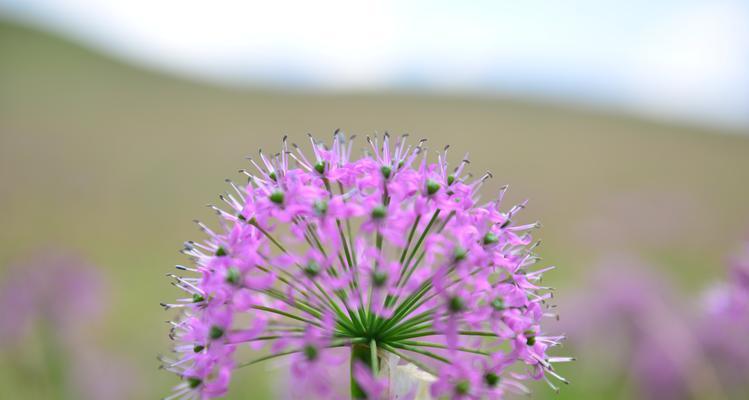韭菜开花时间及季节（了解韭菜花期，掌握种植技巧）