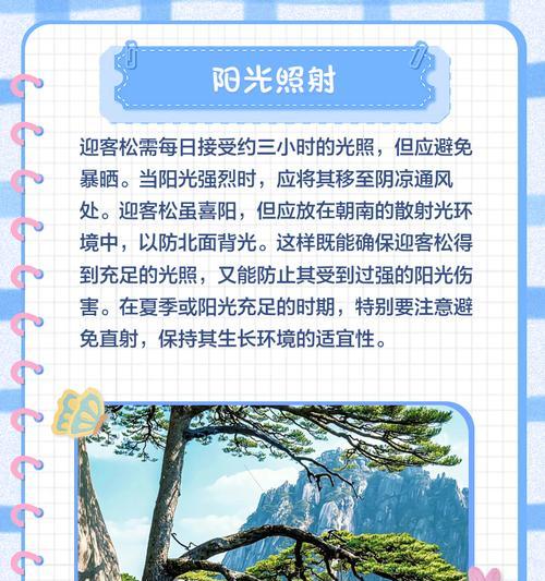 山松树养护指南（打造绿意盎然的山松树林）
