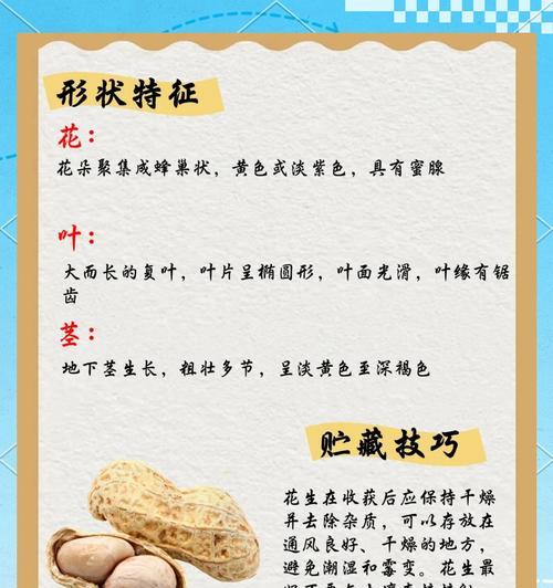 花生的收获时间与季节（了解花生种植的最佳时间和收获时机）