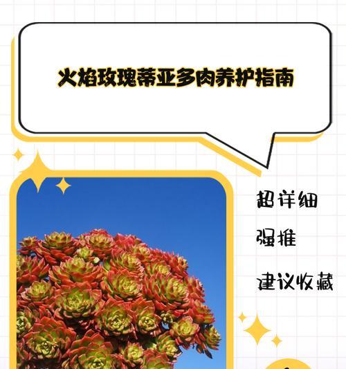 奥利维亚多肉的开花与处理方法（打造鲜花盛开的奥利维亚多肉花园）