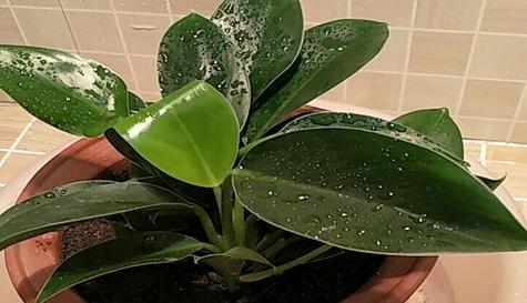 以金钻花土为主题的独特魅力（探索金钻花土的用途和养护技巧）