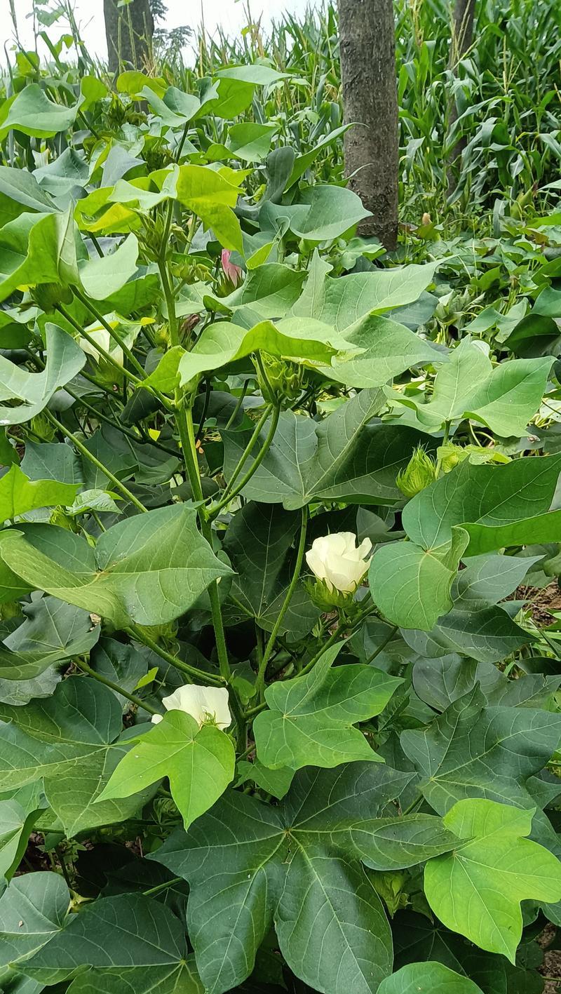 木棉花开放季节与特点（探秘木棉花的绚烂与魅力）