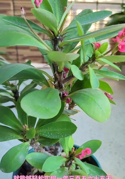 如何养护刺梅，让它更旺盛？（刺梅养护指南，打造鲜艳花海）