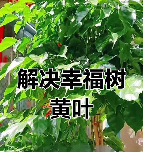 幸福树（解析幸福树持续落叶的原因和应对之策）