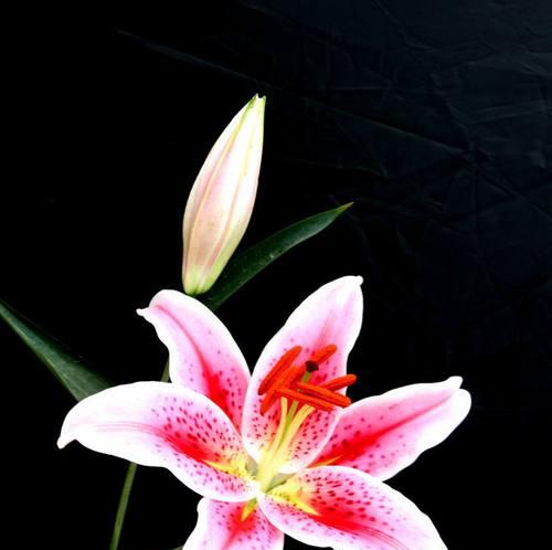 十二生肖与百合花的寓意（探究不同生肖在文化中与百合的意义，彰显百合的神秘气质）