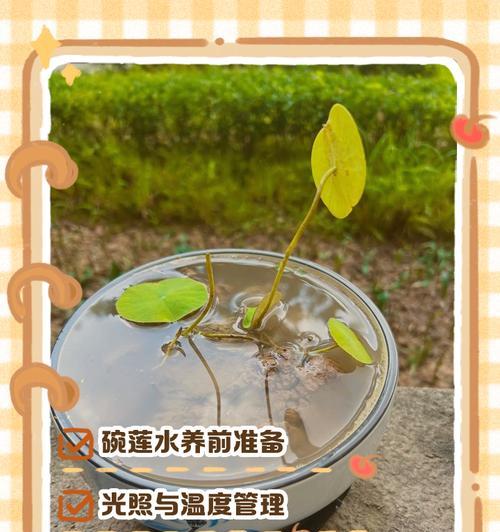 水培碗莲常见病害及治疗方法（保护水培碗莲健康成长的秘诀）