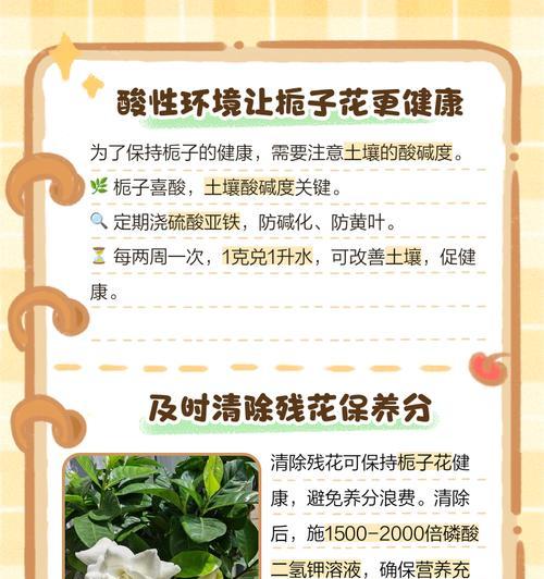 探索栀子花花苞的奥秘（从花苞看出栀子花的生长过程与美丽变化）