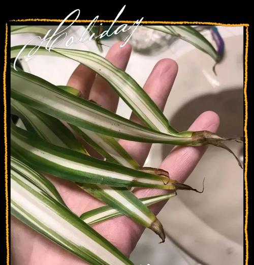 吊兰叶子出现粘稠现象的原因及解决办法（揭秘吊兰粘稠现象的成因，为您解决困扰）