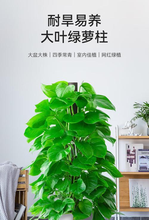 大绿萝固定的方法及技巧（让你的大绿萝稳如泰山，教你如何正确固定大绿萝的技巧与经验）