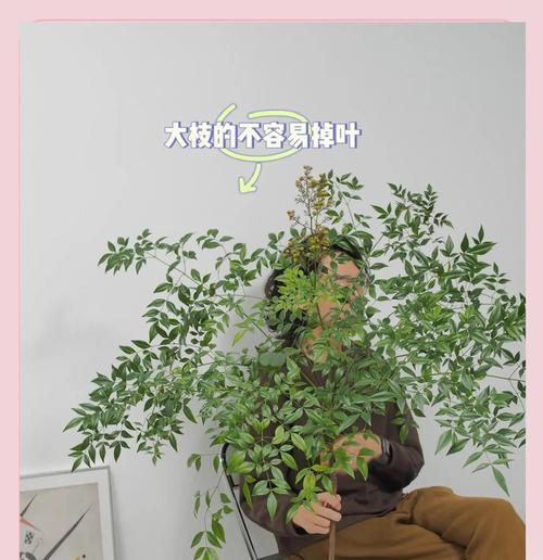 天竹盆栽养护指南（掌握养殖技巧，打造翠绿天然风景）