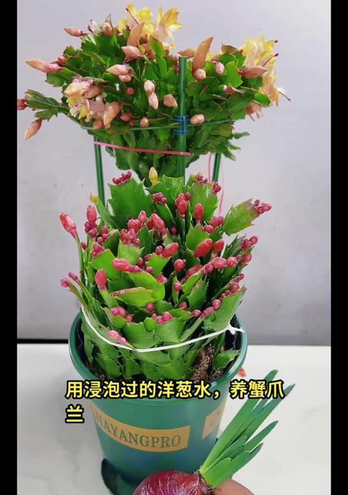蟹爪兰种植指南（掌握蟹爪兰种植技巧，打造美丽的花园）