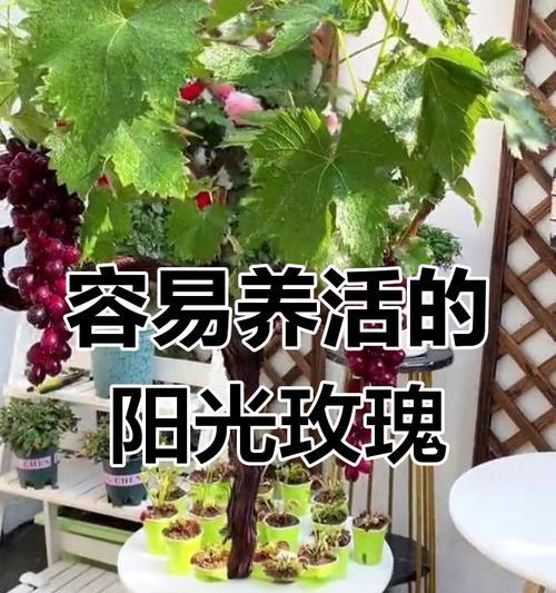 葡萄养护全攻略（打造健康甜美的葡萄园）