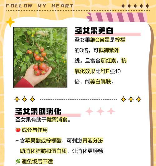 圣女果采摘时间与收获季节（从种植到采摘，了解圣女果的生长周期）