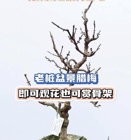 腊梅老桩的养殖方法与养护事项（学会正确的种植技巧，让腊梅老桩长势更佳）