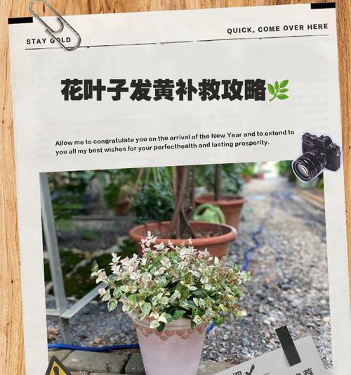 紫茉莉叶子变黄的原因及解决方法（保护紫茉莉，让叶子重新变绿吧！）