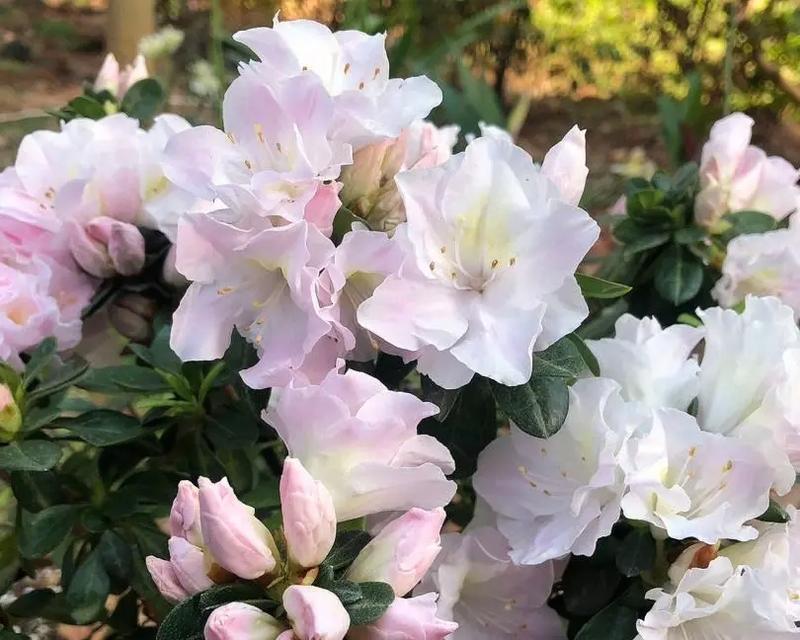 如何有效地养护夏天杜鹃花树桩（掌握关键技巧，让杜鹃花树桩焕发夏日的绚丽色彩）