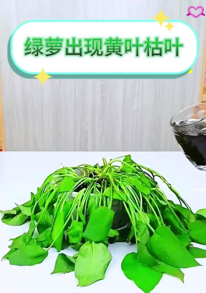 水培植物烂根发臭的原因及解决方法（了解水培植物烂根发臭的真相，避免栽培困扰）