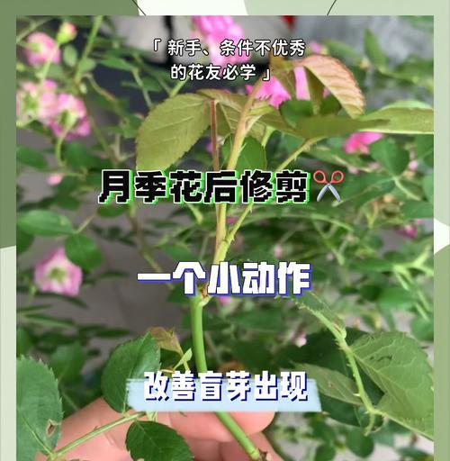 修剪筒简花月的技巧与要点（掌握修剪技巧，让筒简花月生机盎然）