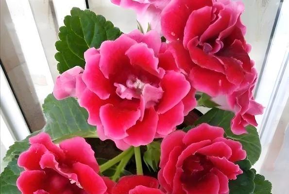 探秘大岩桐种子的种植奇迹（以大岩桐种子怎么种为主题的探索与实践）