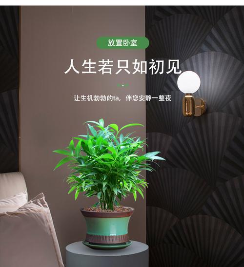 平安竹在卧室的好处（让卧室更清新舒适，提升睡眠质量）