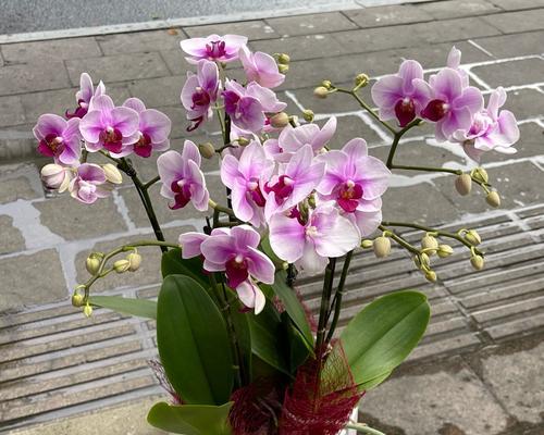 胡铁兰的养育方法探秘（从“胡”说到“铁”，一篇关于胡铁兰养育方法的研究）