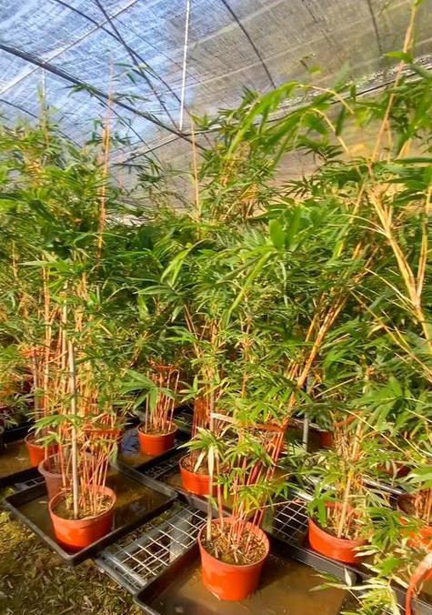 观音竹的养殖方法与注意事项（打造舒适生态环境，让观音竹茁壮成长）