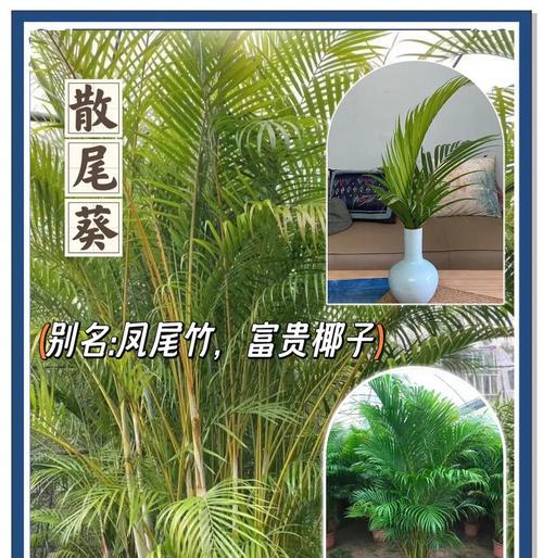 散尾葵养护指南（从收到散尾葵开始，如何正确照料你的植物）